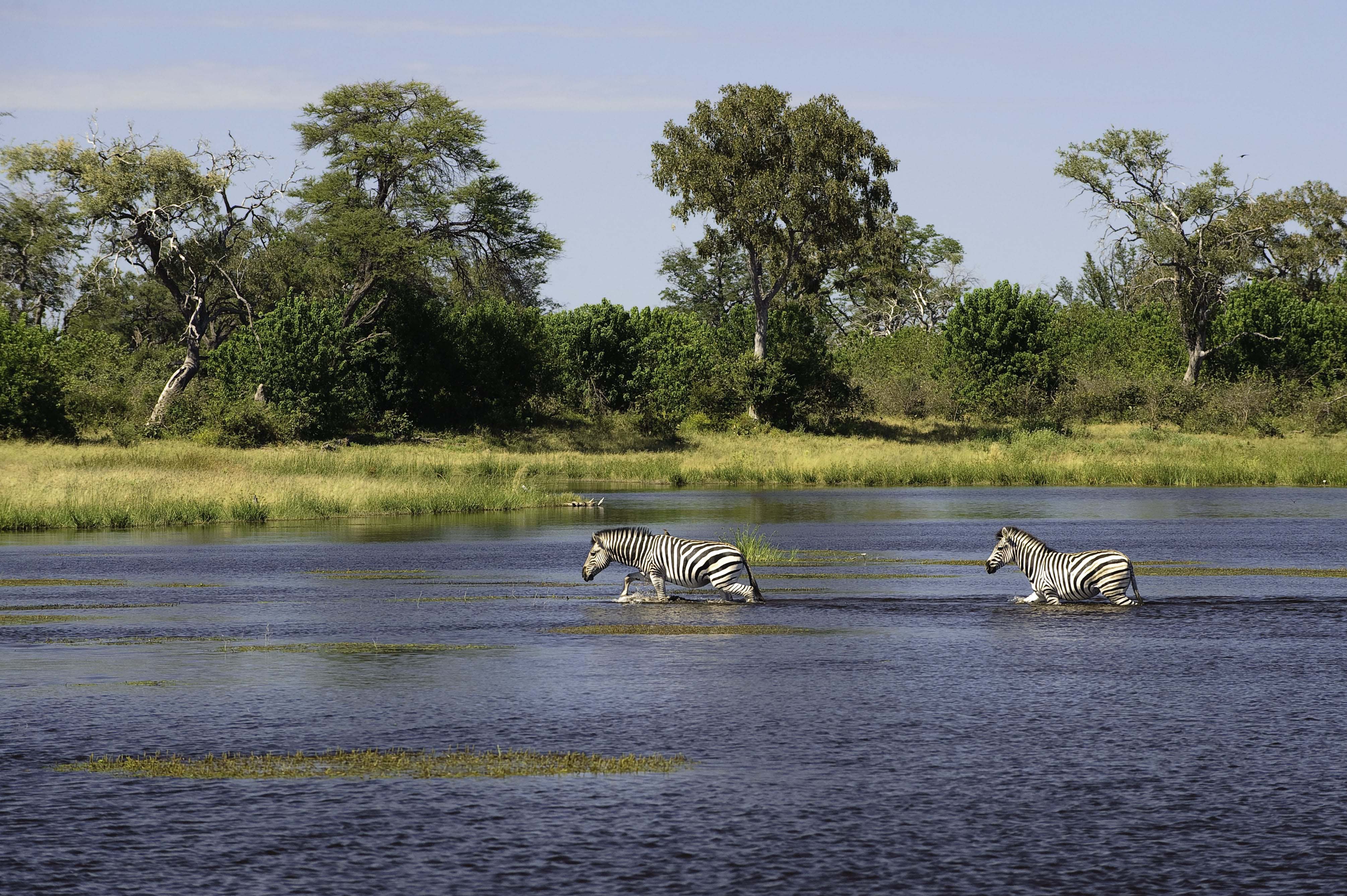 Explore the Moremi Game Reserve on a Luxury Botswana Safari
